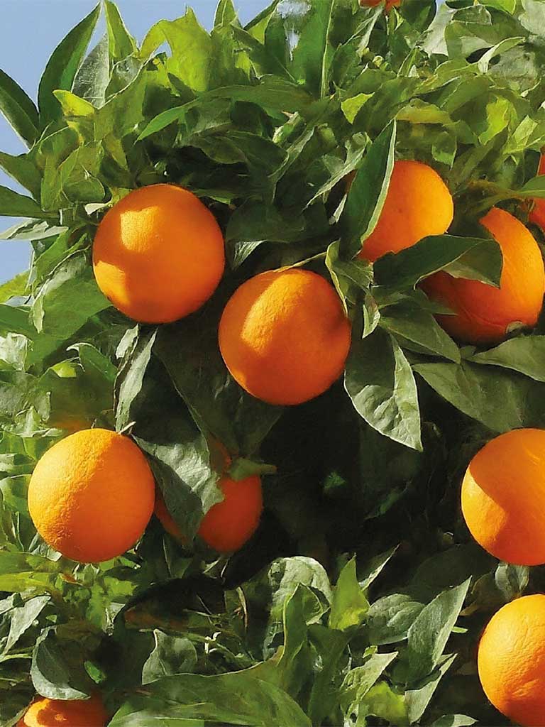 valencia orange 0002