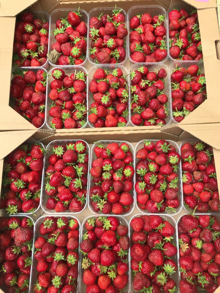 الفراولة المصرية (Egyptian Strawberries) elena baidak wqlrud tmhy unsplash