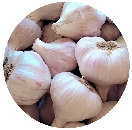 Home ثوم